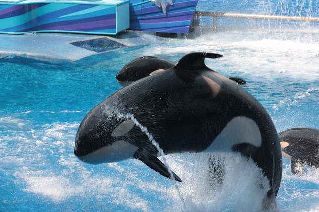 Orlando Theme Parks 101: Experiencing SeaWorld the Right Way