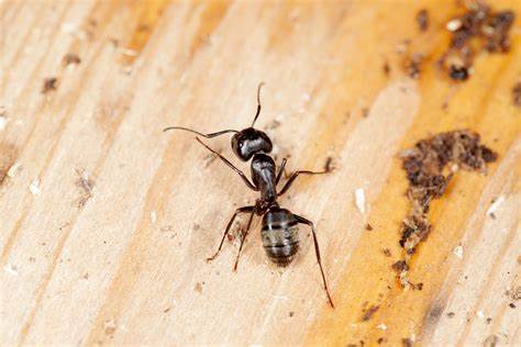 Prevention of Carpenter ant control